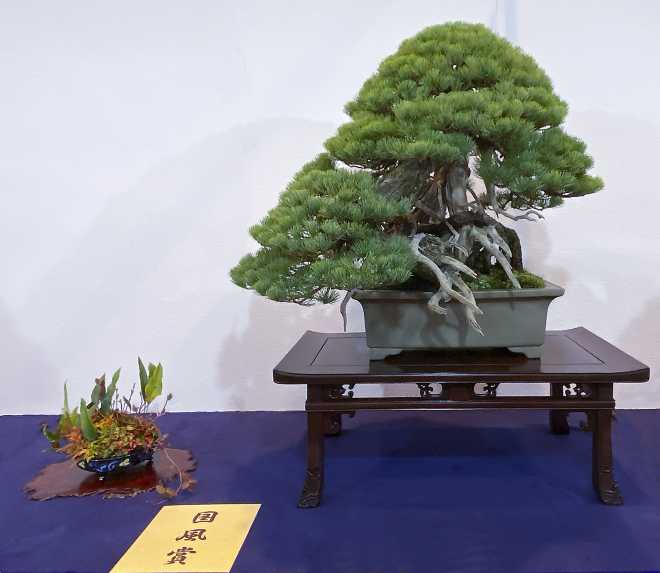 Japanese Five-needle Pine award winner at the 94th Kokufu ten, 2020, photo by Wm. N. Valavanis