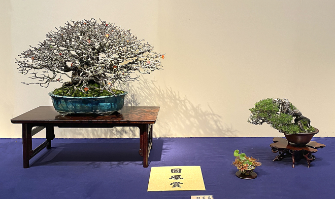Chojubai Japanese flowering quince award winner at the 94th Kokufu ten, 2020, photo by Wm. N. Valavanis
