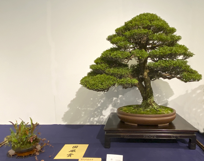 Hinoki Cypress award winner at the 94th Kokufu ten, 2020, photo by Wm. N. Valavanis