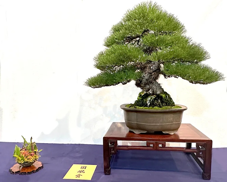 Japanese black pine award winner at the 97th Kokufu ten, 2023, photo by Wm. N. Valavanis