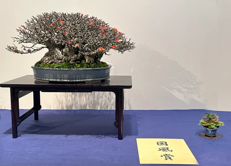Chojubai Japanese flowering quince award winner at the 97th Kokufu ten, 2023, photo by Wm. N. Valavanis