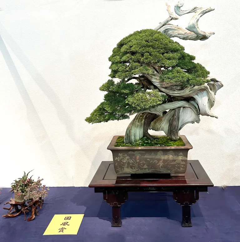 Sargent juniper award winner at the 97th Kokufu ten, 2023, photo by Wm. N. Valavanis