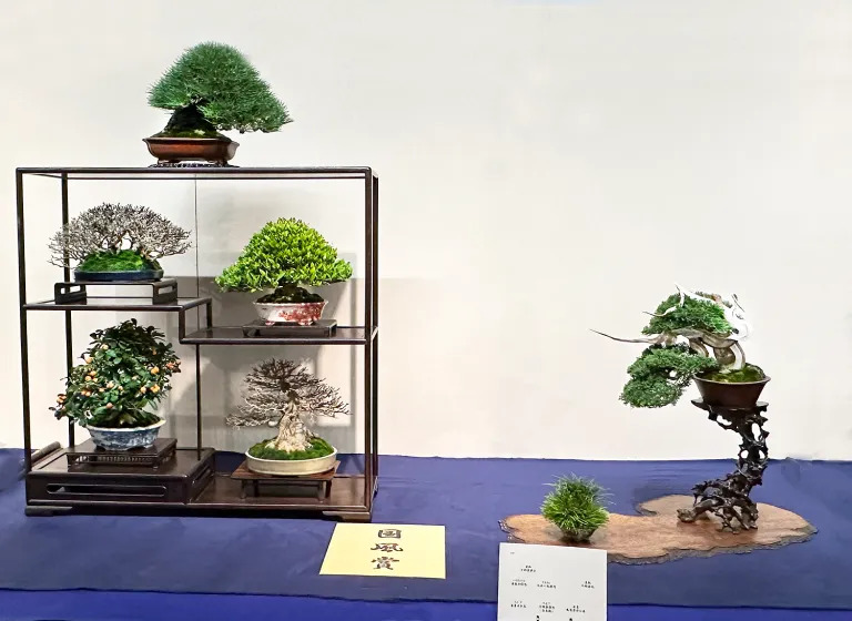 Shohin bonsai award winner at the 97th Kokufu ten, 2023, photo by Wm. N. Valavanis