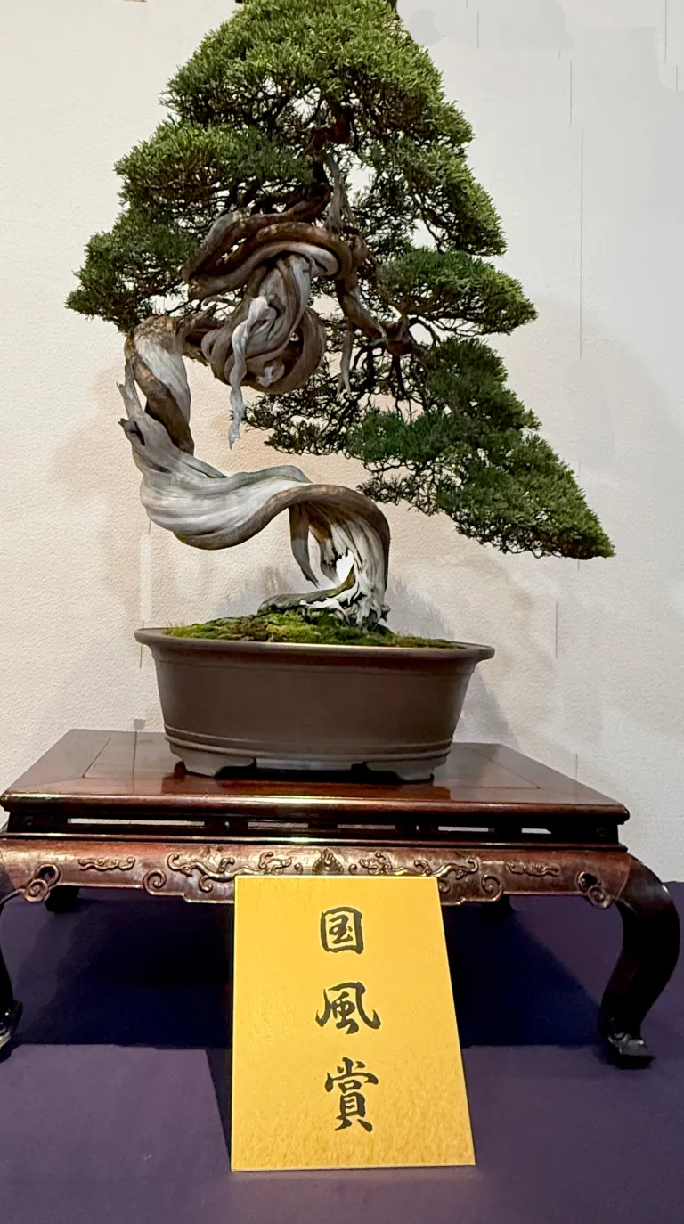 Shimpaku juniper award winner at the 99th Kokufu ten, 2025, photo by Bill Valavanis