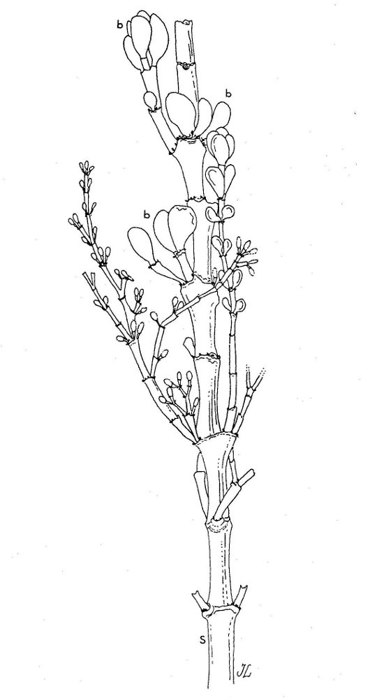 Portulacaria armiana, illus. by Jeanette Loedolf in Van Jaarsveld, E.J.
                        'Portulacaria armiana, a new Portulacaria from southern Namibia,' Journal of South African Botany, 1984,
                        pg. 394