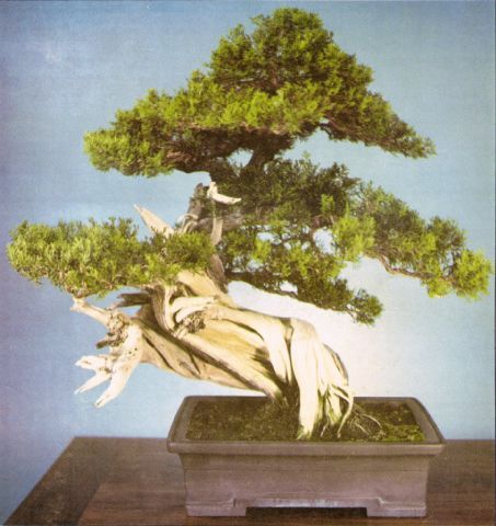 'Tora', ABS Bonsai Journal, Summer 1985, front cover