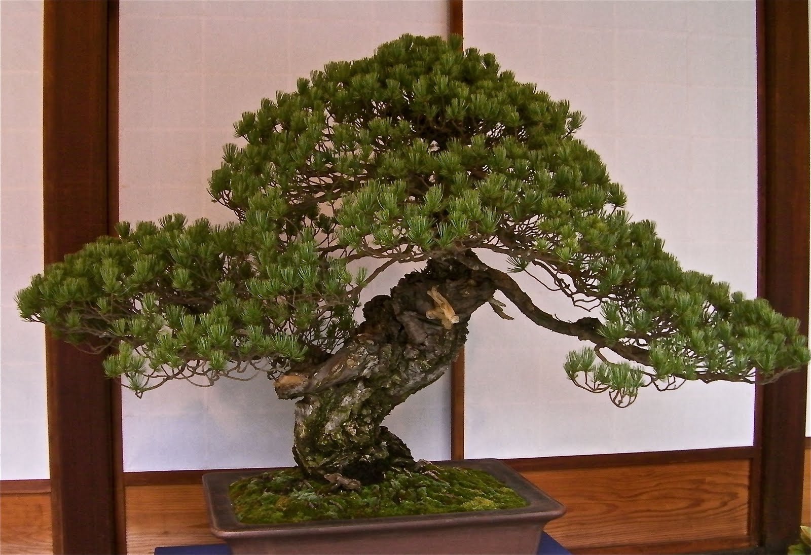 Tokugawa Iemitsu's Pine