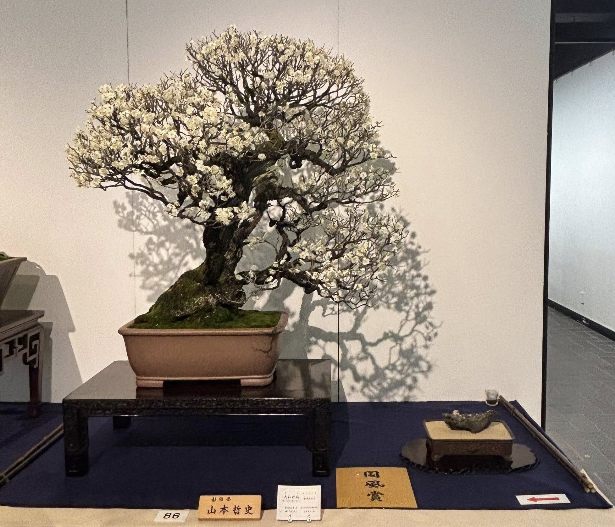 Japanese flowering apricot award winner at the 100th Kokufu ten, 2026, photo by Tony Bebb