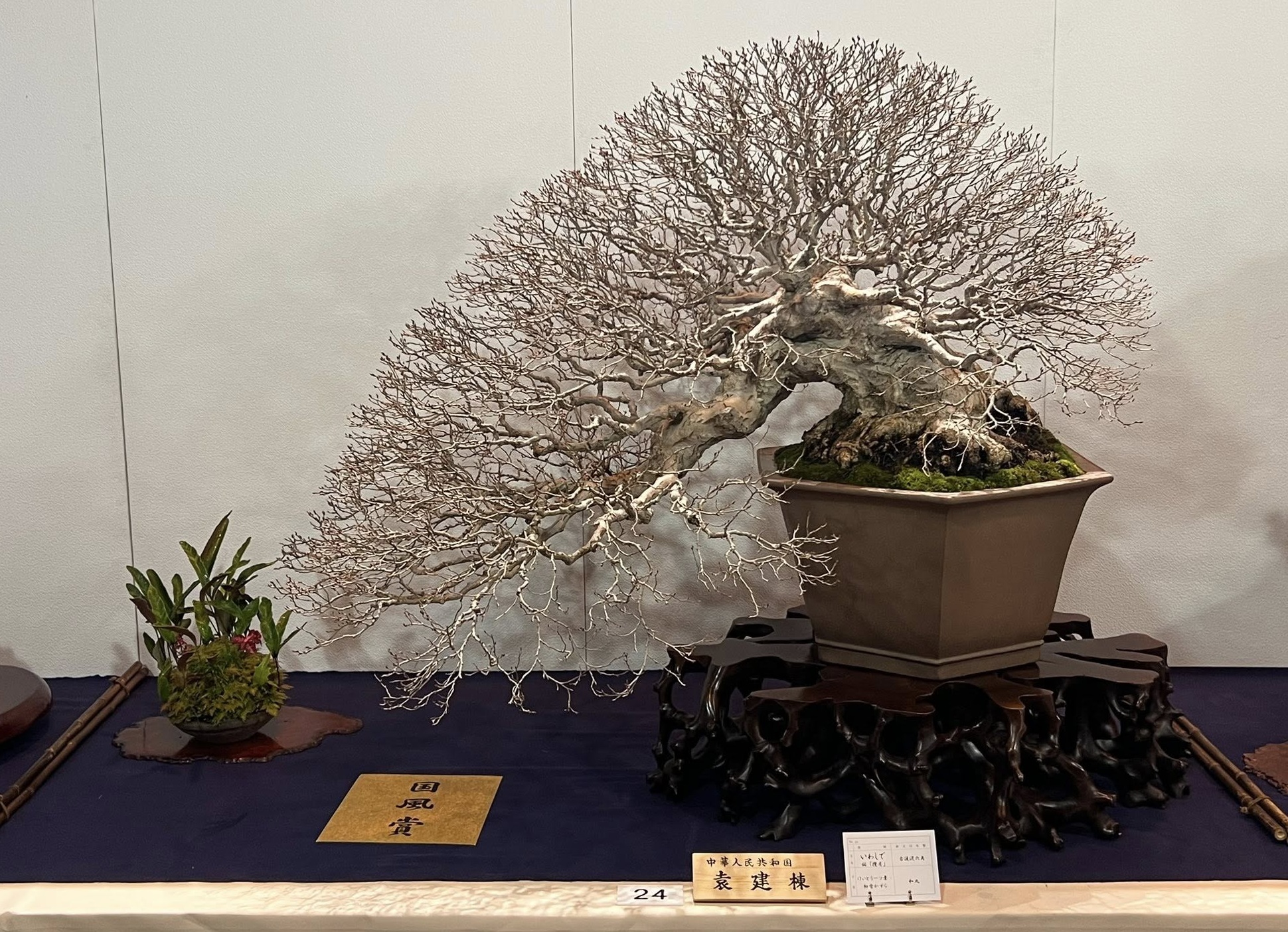 Korean hornbeam award winner at the 100th Kokufu ten, 2026, photo by Pedro J. Morales