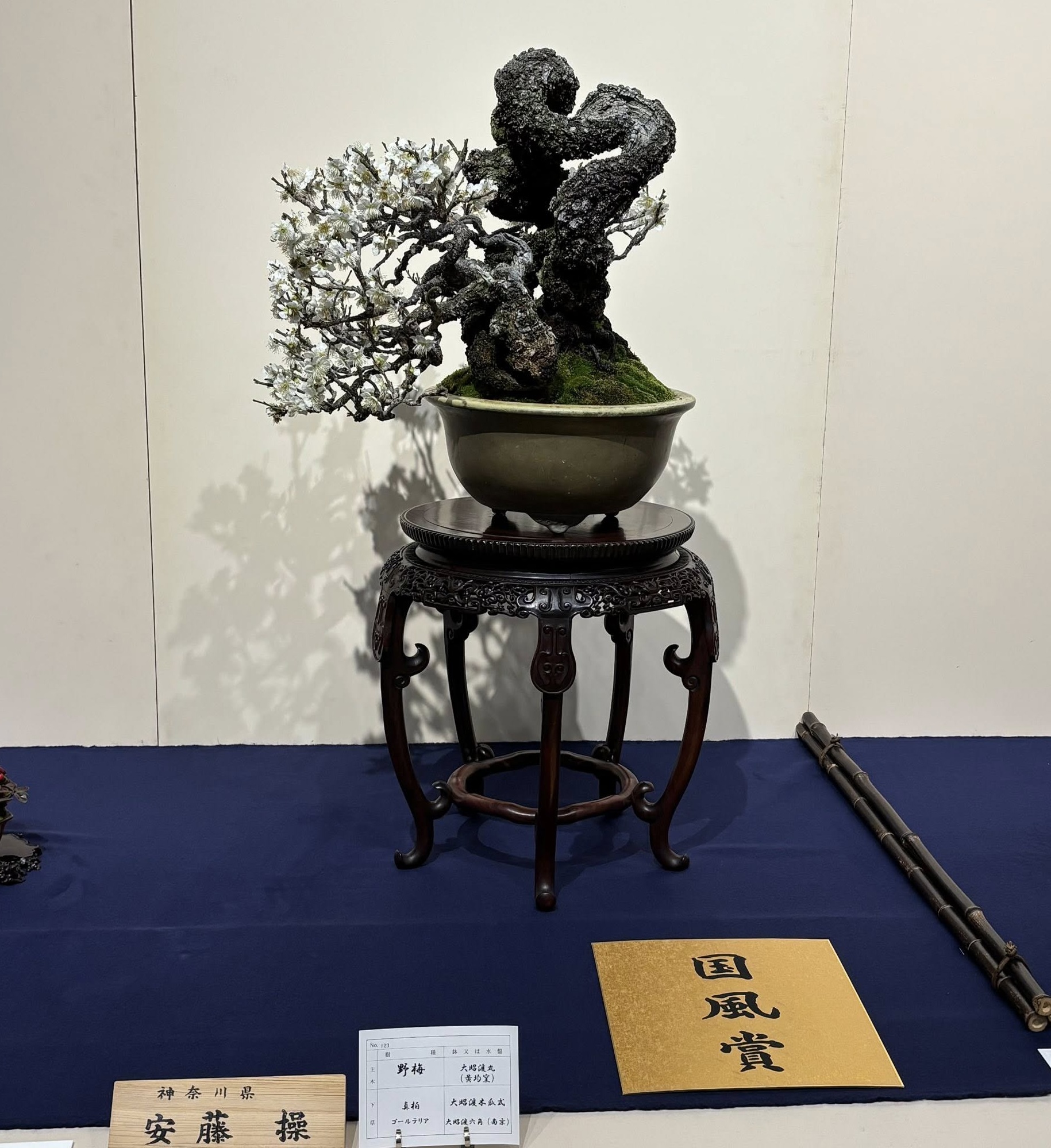 Japanese flowering apricot award winner at the 100th Kokufu ten, 2026, photo by Tony Bebb