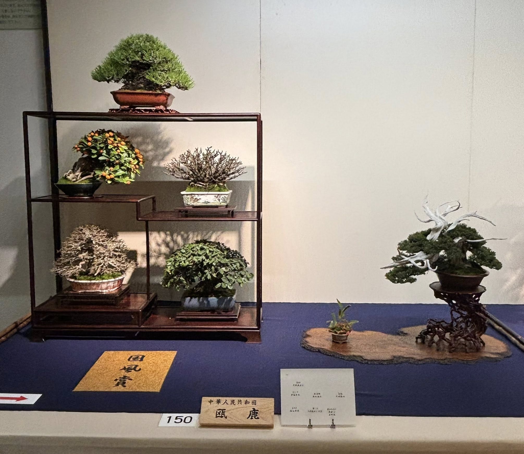 Shohin Bonsai Composition award winner at the 100th Kokufu ten, 2025, photo by Tony Bebb