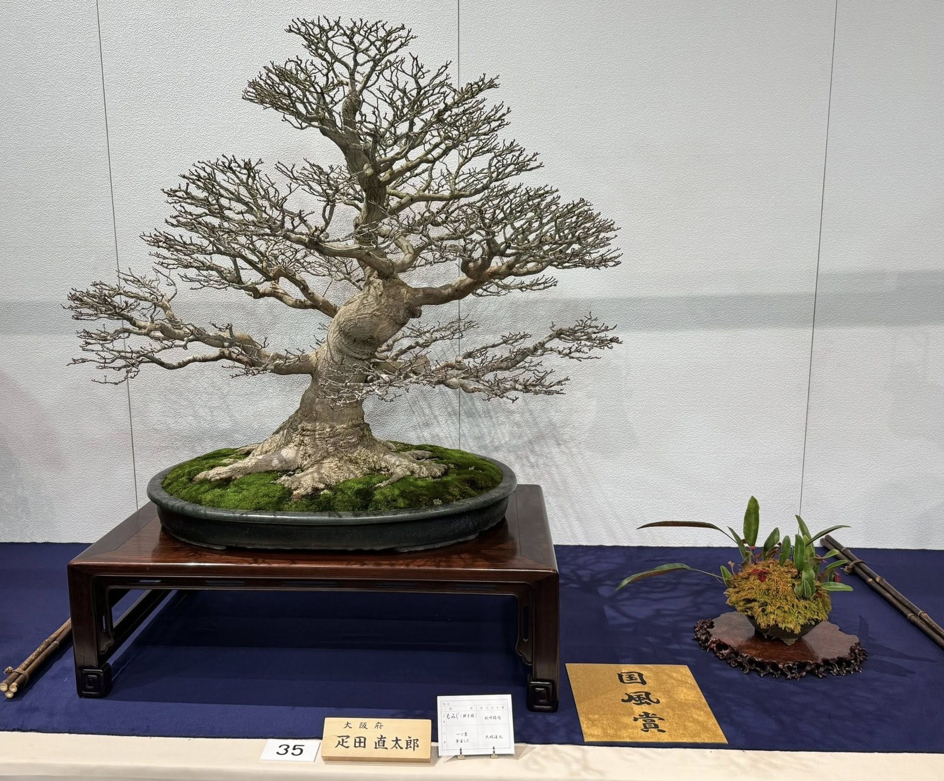 japanese red maple award winner at the 100th Kokufu ten, 2026, photo by ShinShin Bonsai