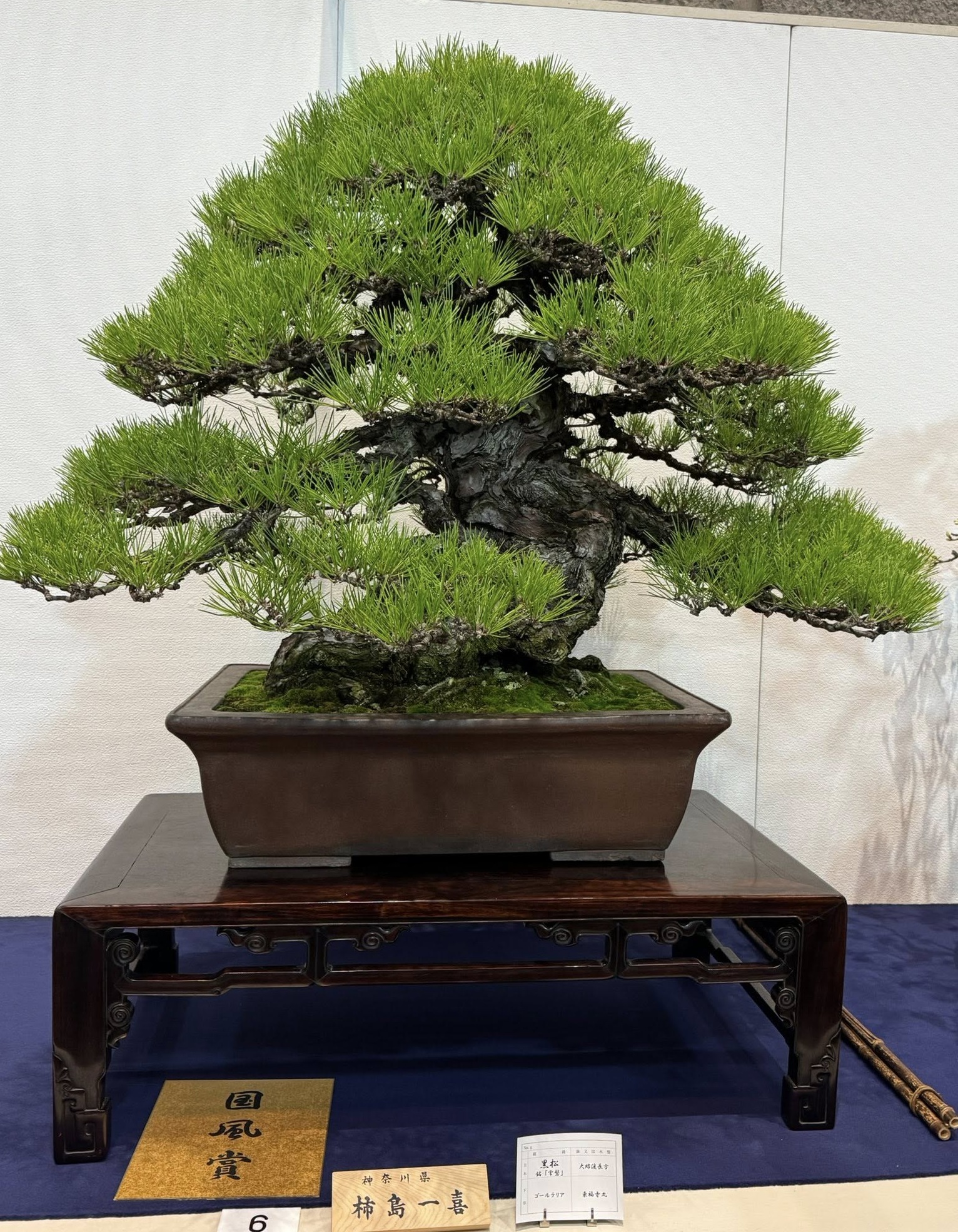 japanese black pine award winner at the 100th Kokufu ten, 2026, photo by ShinShin Bonsai