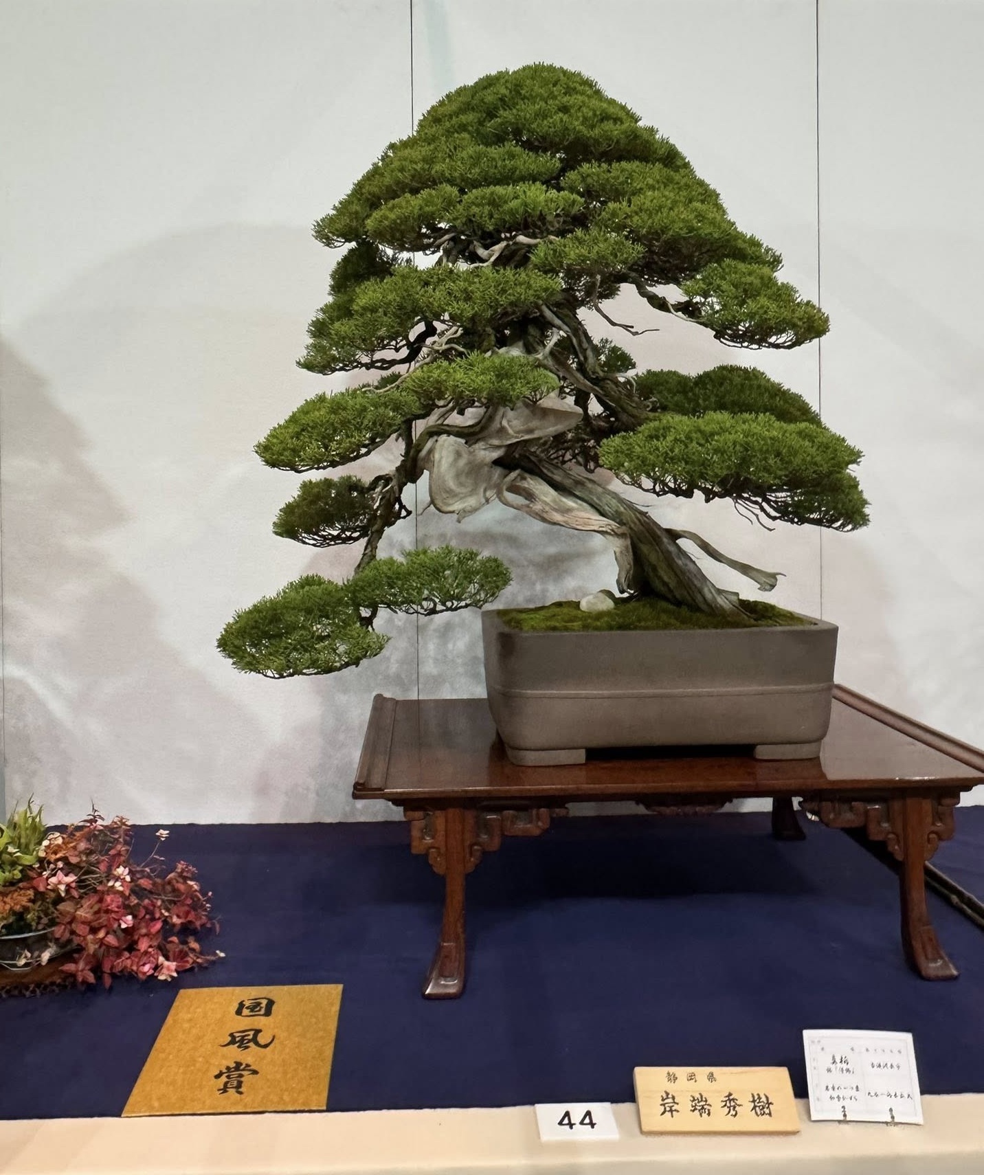 juniper award winner at the 100th Kokufu ten, 2026, photo by ShinShin Bonsai