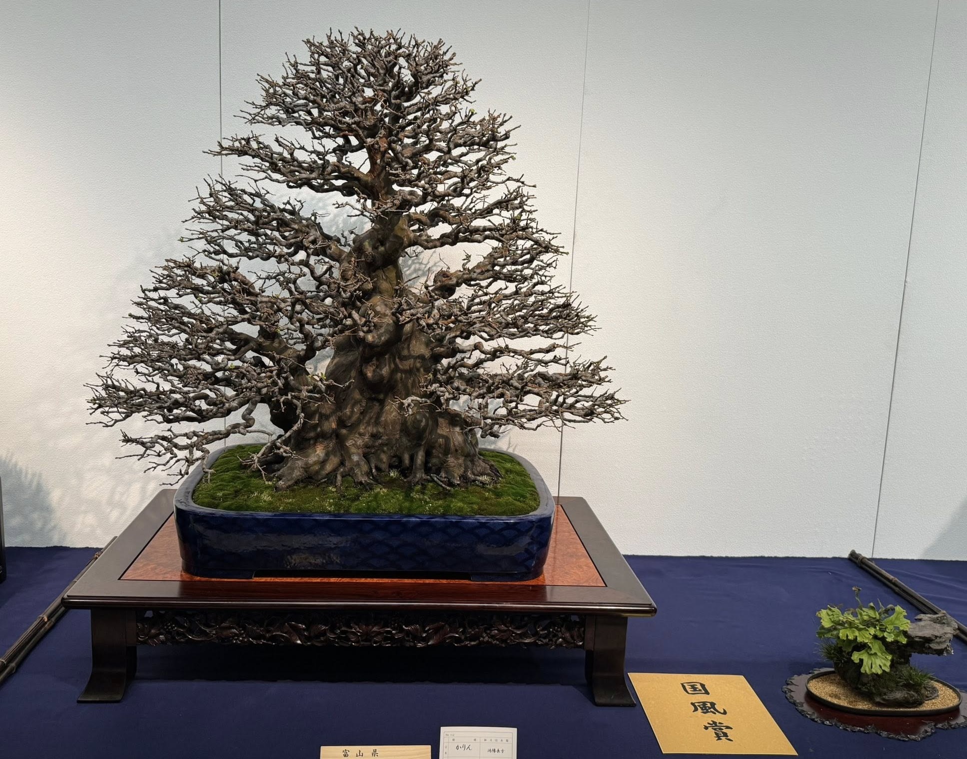 chinese quince award winner at the 100th Kokufu ten, 2026, photo by ShinShin Bonsai