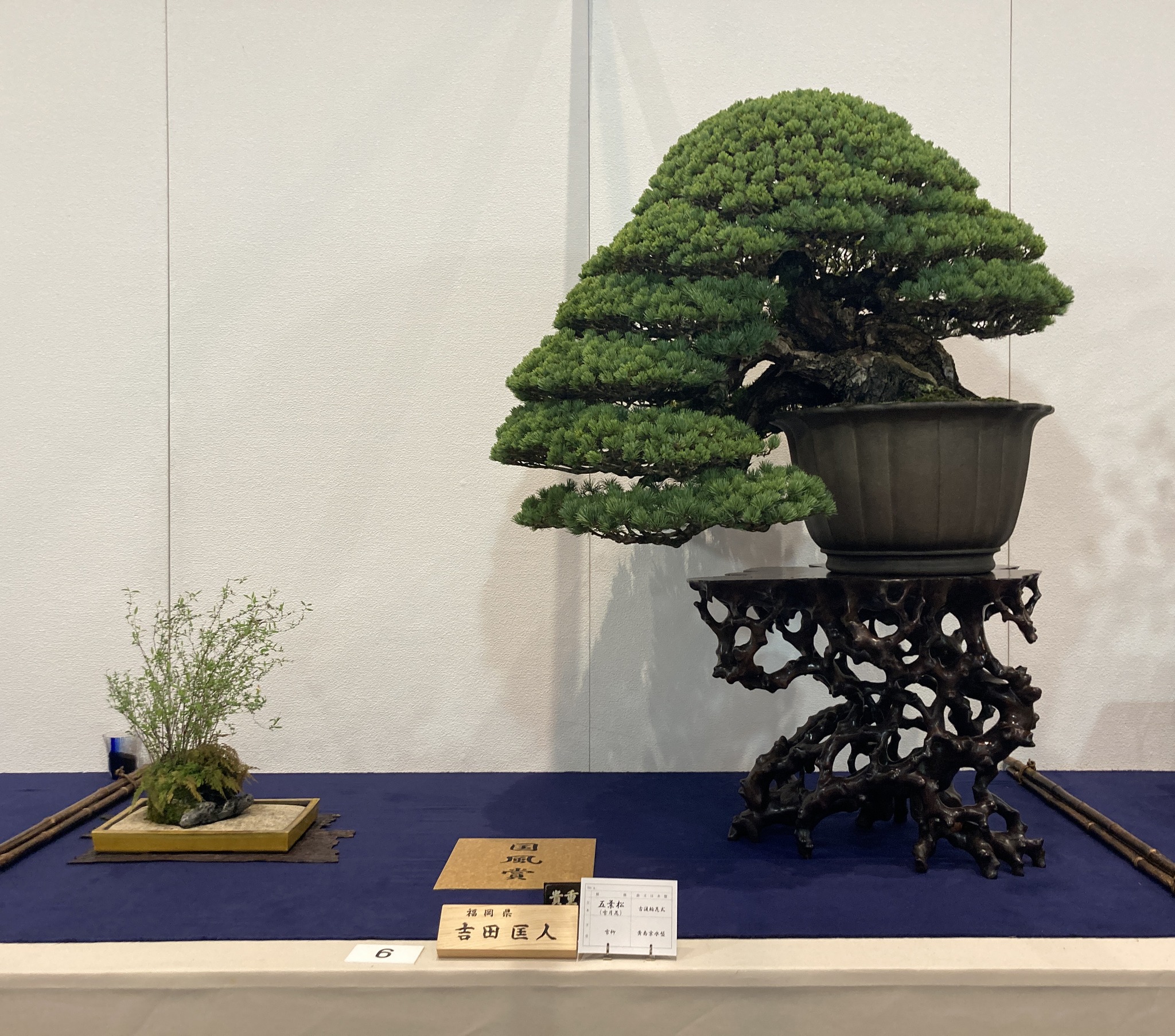 japanese white pine award winner at the 100th Kokufu ten, 2026-2, photo by Kinbon Bonsai