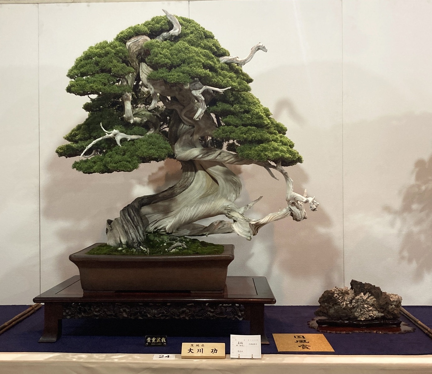 chinese juniper award winner at the 100th Kokufu ten, 2026-2, photo by Kinbon Bonsai