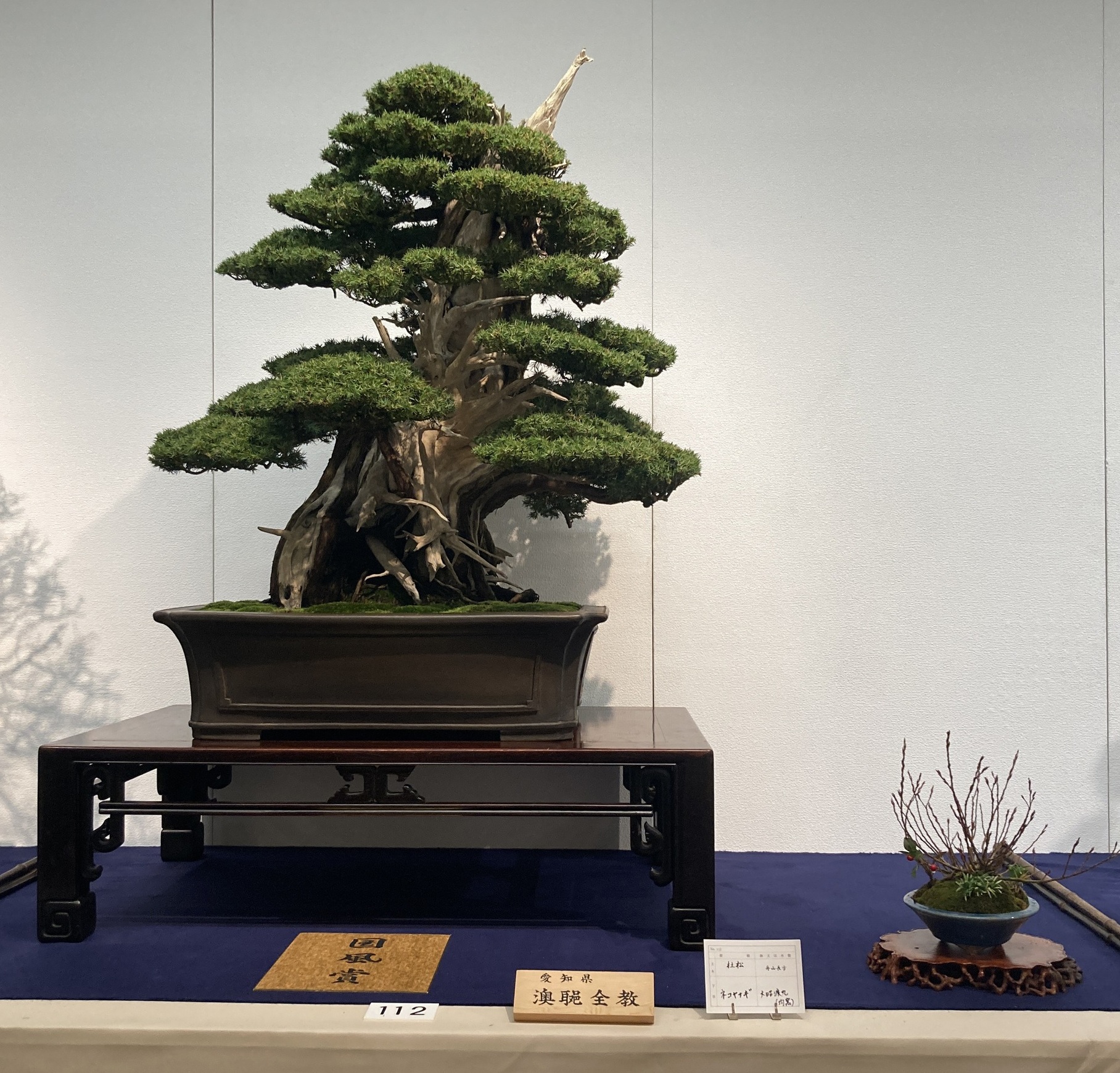 tosho award winner at the 100th Kokufu ten, 2026-2, photo by Kinbon Bonsai