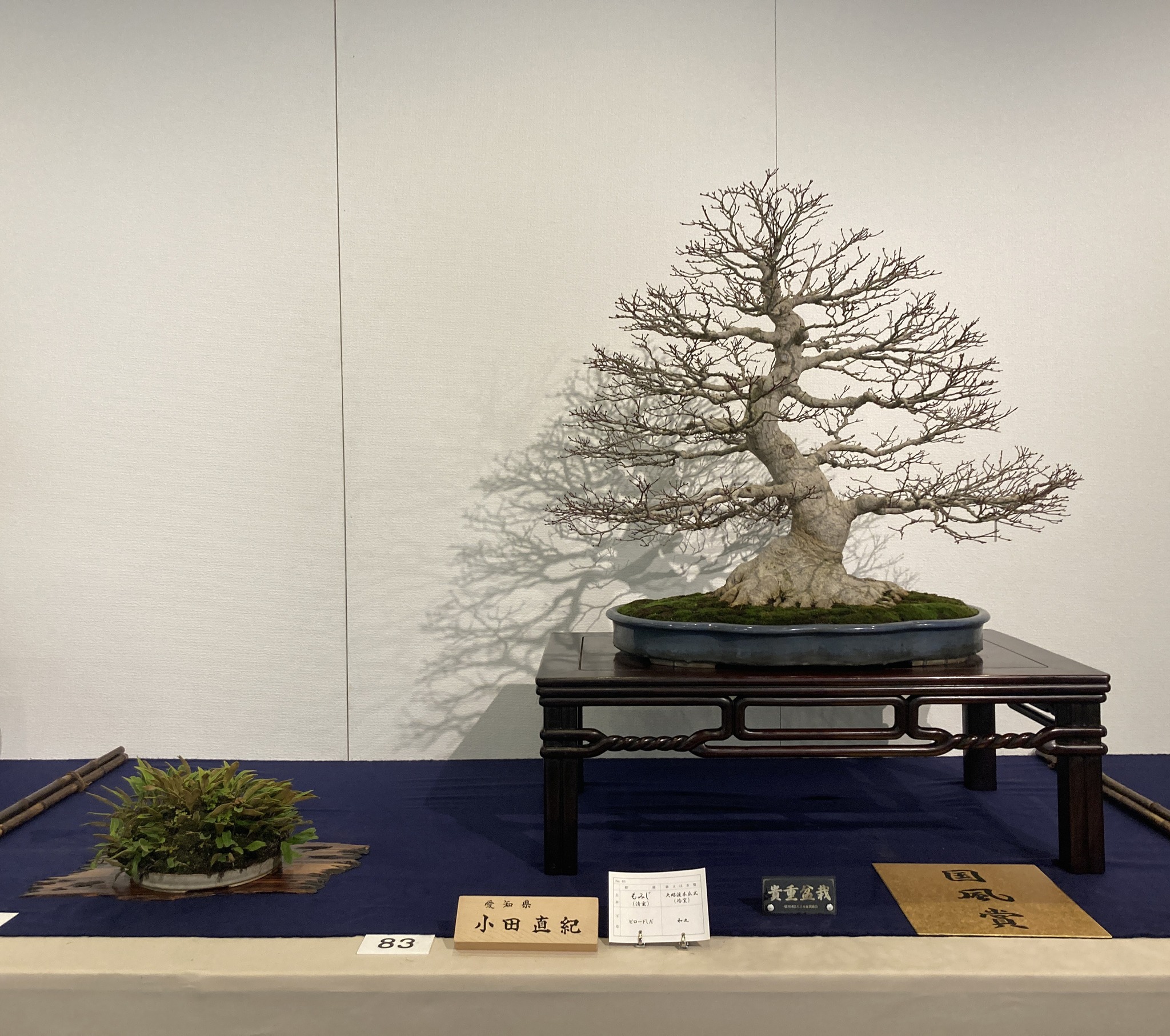 award winner at the 100th Kokufu ten, 2026-2, photo by Kinbon Bonsai