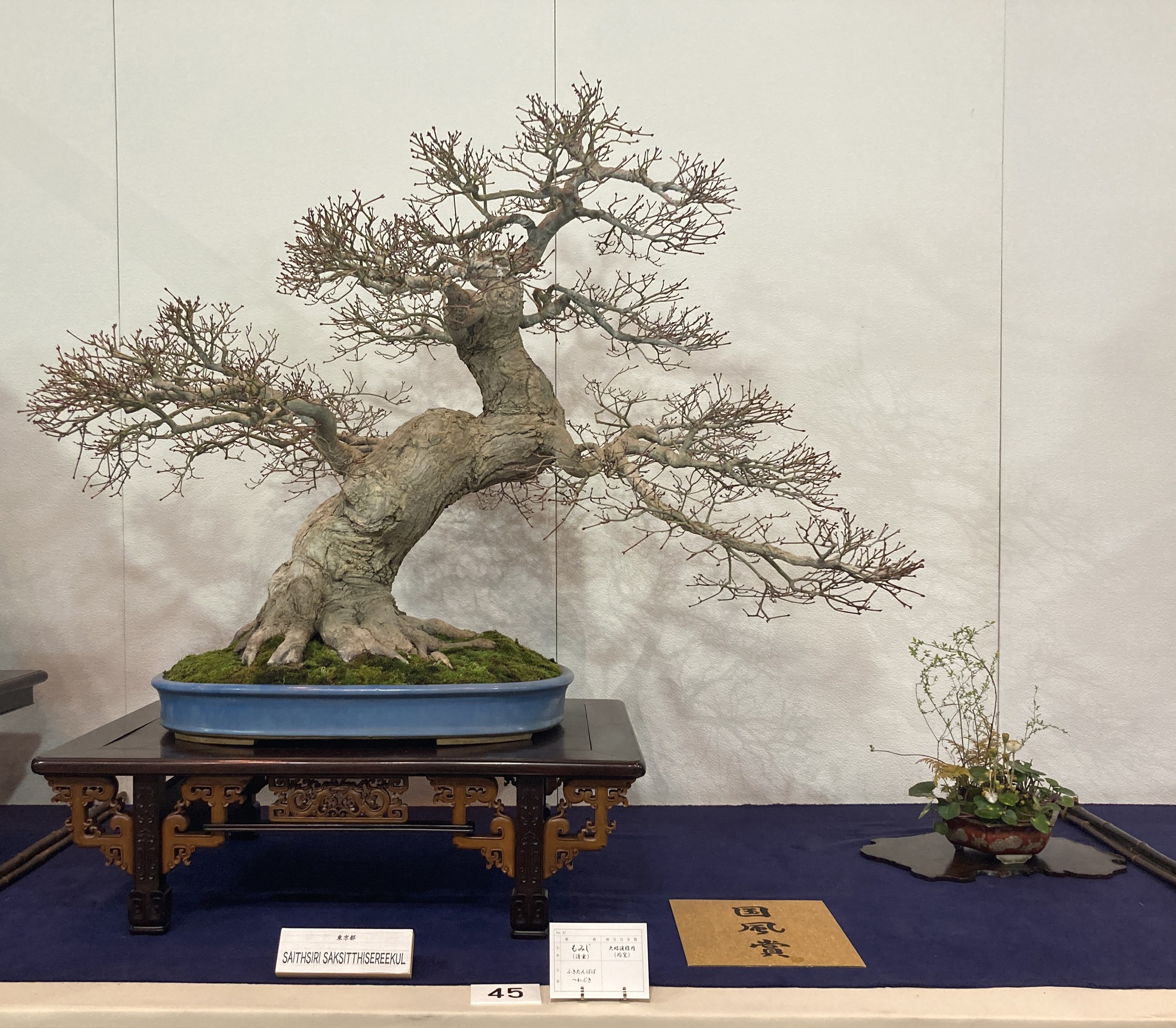 award winner at the 100th Kokufu ten, 2026-2, photo by Kinbon Bonsai