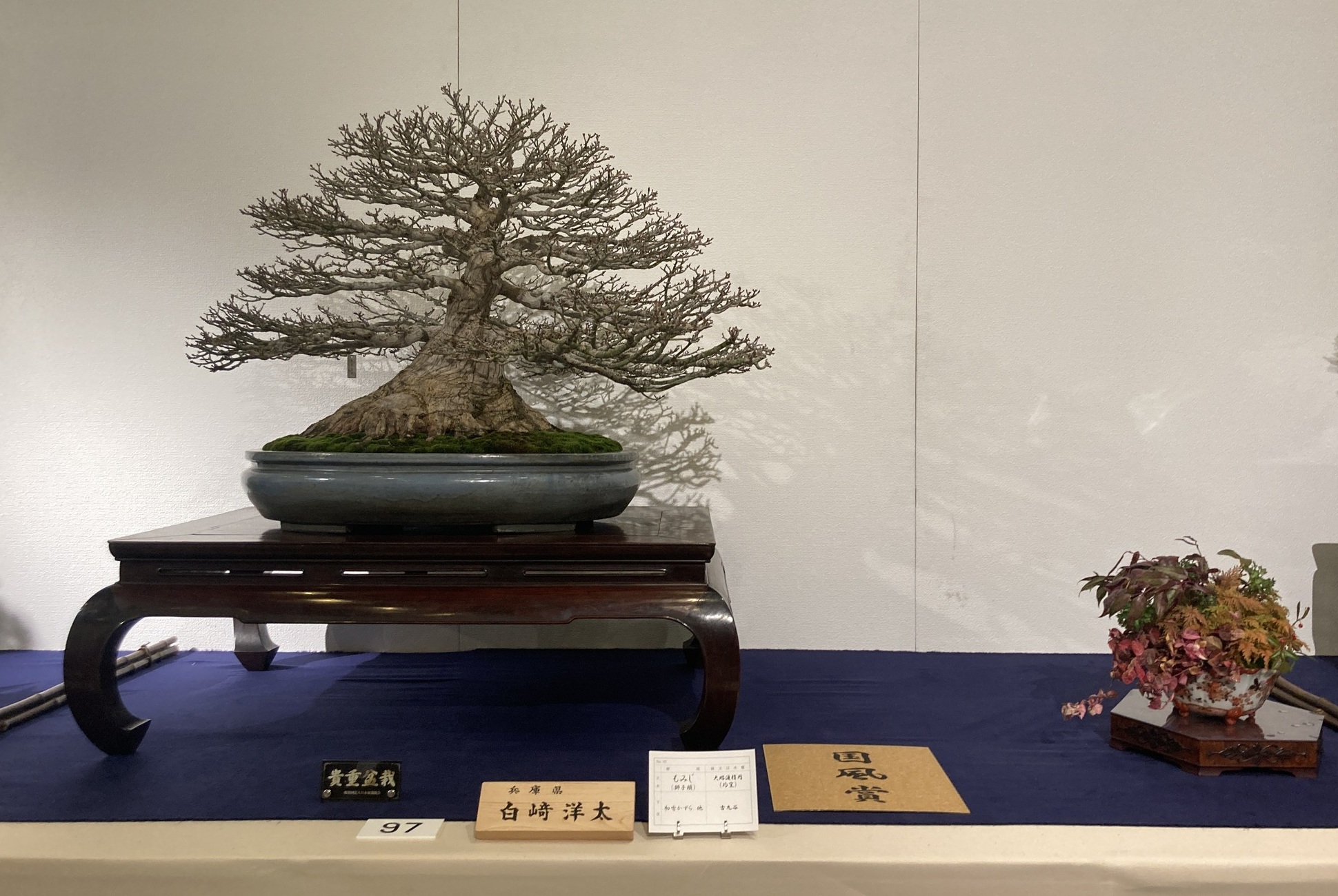 award winner at the 100th Kokufu ten, 2026-2, photo by Kinbon Bonsai
