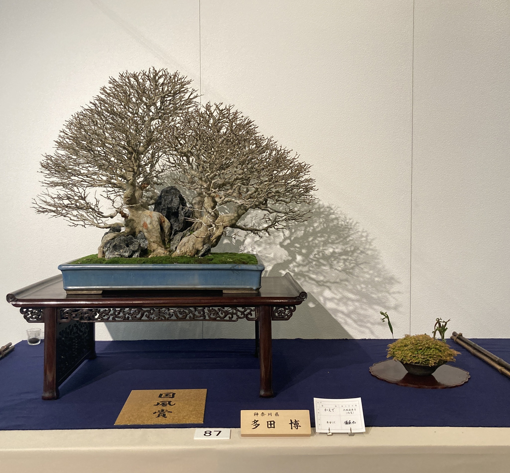 award winner at the 100th Kokufu ten, 2026-2, photo by Kinbon Bonsai