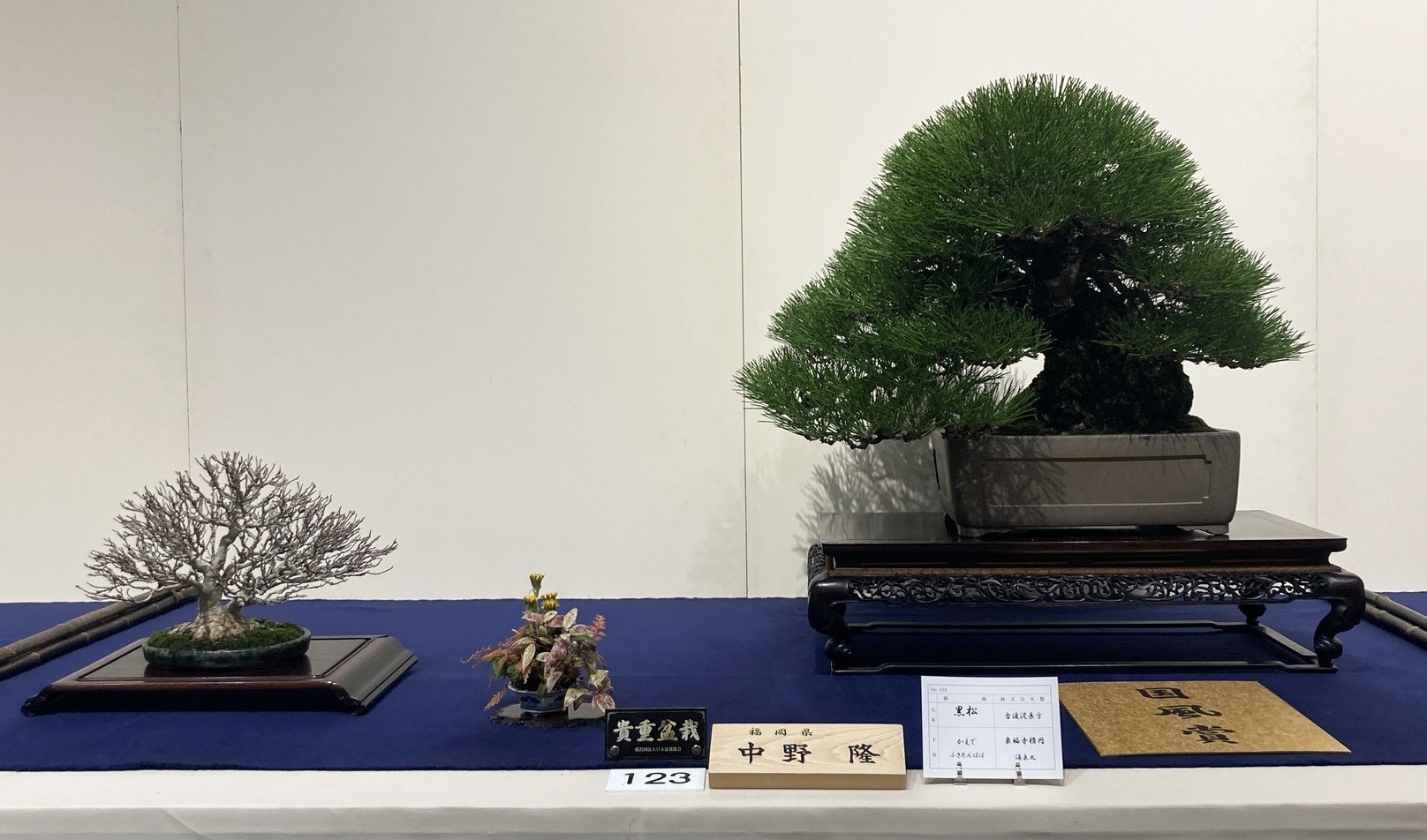 pine award winner at the 100th Kokufu ten, 2026-2, photo by Kinbon Bonsai