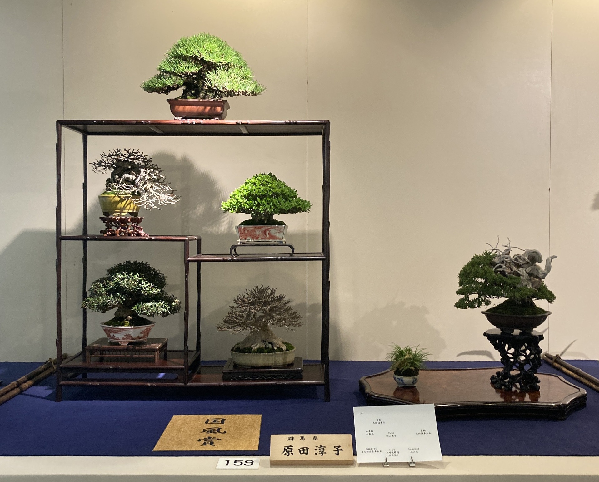 shohin award winner at the 100th Kokufu ten, 2026-2, photo by Kinbon Bonsai